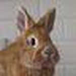 Profile Picture of Patrick Loff (@harry speedrabbit) on Flickr