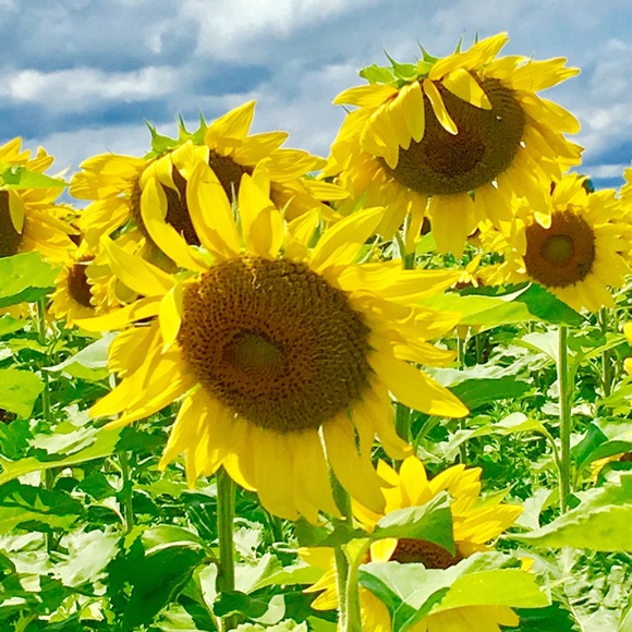 Profile Picture of Beth Ewanciw (@mugsy411) on Poshmark