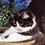 Profile Picture of Cynthia Garrett (@cynthia garrett) on Flickr