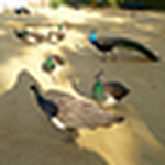 Profile Picture of Genesis Aguirre (@ulvgen) on Flickr