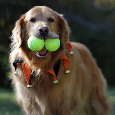 Profile Picture of Dave Fabrizio (@@DaveFabrizio) on Twitter