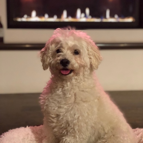 Finnan Macrunnels - Poshmark Profile Picture of Finnan Macrunnels (@finnmac1) on Poshmark