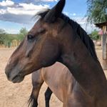 Profile Picture of Chris Jennings DeSoto (@cjd_1321) on Instagram