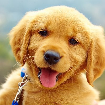 Profile Picture of Cynthia (@CynthiaBaum17) on Twitter