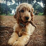 Profile Picture of monty.the.cocker (@monty.the.cocker) on Instagram