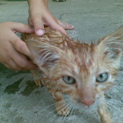 Profile Picture of Daniel Petraš (@daniel_petras) on Twitter