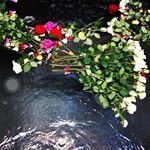 Profile Picture of effie (@effie_adams) on Instagram