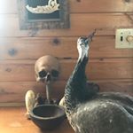 Profile Picture of Dave Pelletier (@davepelletier1978) on Instagram