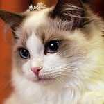 Profile Picture of Ruby Zhang (@wubaiazang) on Flickr