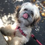 Profile Picture of Bailey Ruby Ayala👑🐶 (@princesssss.baileyy) on Instagram