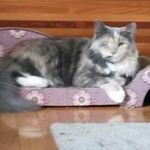 Profile Picture of thomas norden (@gtmax05) on Instagram