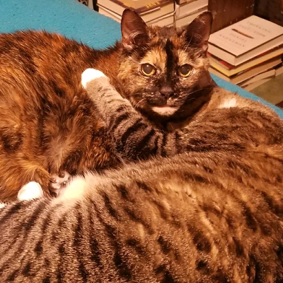 Profile Picture of Michele Eason (@moonchylde69) on Poshmark