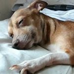 Profile Picture of Drago Rodriguez (@laura.rodriguezgarza) on Instagram