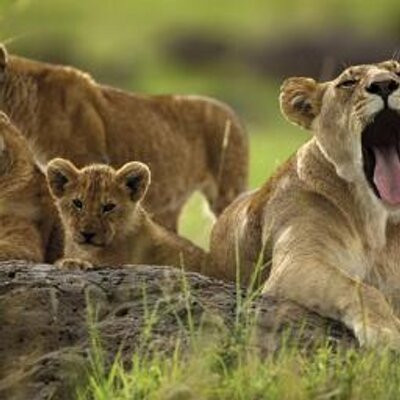 Profile Picture of Silvia Suarez (@2000_cora) on Twitter