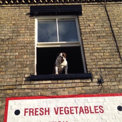 Profile Picture of Dan Bier (@AGingerNinja) on Twitter