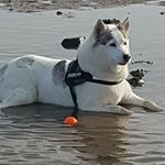 Robert Gracie - Instagram Profile Picture of Robert Gracie (@rab_gracie) on Instagram