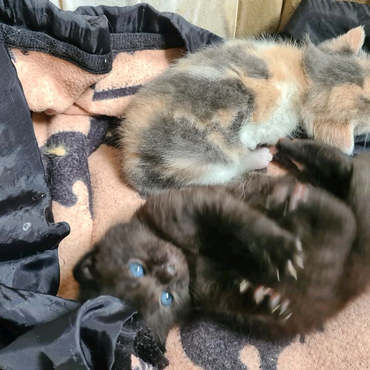 Profile Picture of nana (@florencecottereau) on Tiktok