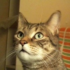 Profile Picture of LARRY PERCY (@greenhost3527) on Twitter