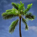 Profile Picture of Crystal Yoko Shimada Pak (@pak.crystal) on Instagram