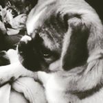 Profile Picture of Josh Starkey (@starkey145) on Instagram