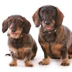 Profile Picture of Vincent&Viola (@vincentogviola) on Instagram