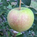 Profile Picture of Lisa orlow (@baldeagleslife) on Instagram