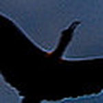 Profile Picture of Marcia Marchetto (@marchettomarcia) on Flickr