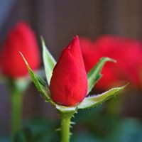 Profile Picture of Brenda Kerr (@brenda-kerr-32) on Quora