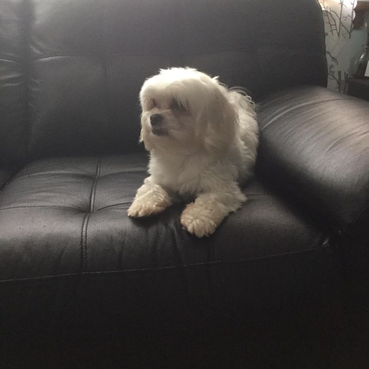 Profile Picture of Binod Adhikari (@binodadhikari813) on Tiktok