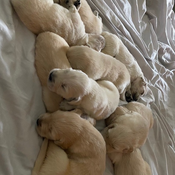 Profile Picture of Bella Chavez (@bellachavez971) on Poshmark