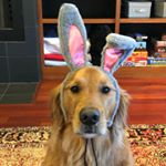 Profile Picture of Frankie Flanders (@frankie_thegoldenretriever) on Instagram