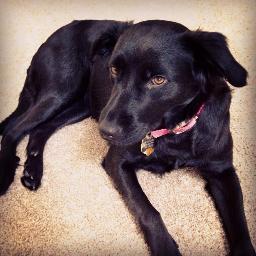 Profile Picture of Kimberly (@libkimberly) on Twitter