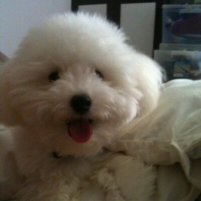 Profile Picture of Zheng An'an (@Zhenganan) on Twitter