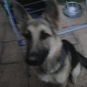 Profile Picture of Wolfgang Alexander K (@@KunkelWolfgang) on Twitter