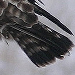 Profile Picture of Larry Broderick (@west county hawkwatch) on Flickr