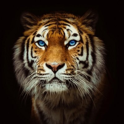 Profile Picture of Gabe Mitchell (@gabemitchell8) on Twitter