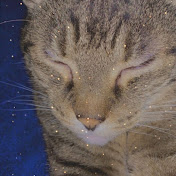 Profile Picture of Diana Wright (@dianastropkaj9677) on Youtube