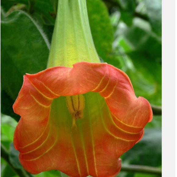 Profile Picture of Sonae Domingo (@trojanhot_t) on Poshmark