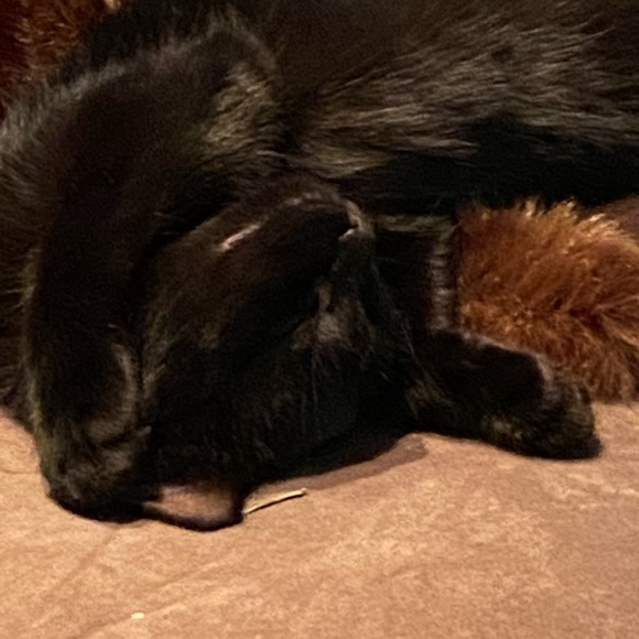 Profile Picture of Samantha Talbot (@ontariosam) on Poshmark