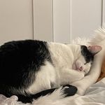 Profile Picture of Josephus Heeren (@josephusheeren1960) on Instagram