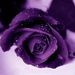 Profile Picture of Chandra Sharp (@alovelyladee) on Pinterest