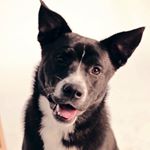 Profile Picture of Obie (@obie_the_rescue) on Instagram