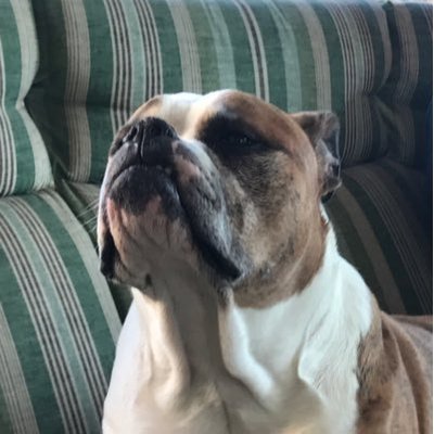 Profile Picture of Mark Wilbanks (@RubysDad1) on Twitter