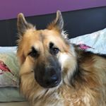 Profile Picture of Ralphy K (@its_a_german_shepherds_life) on Instagram