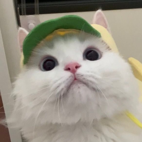 Profile Picture of merry (@__merryday) on Tiktok