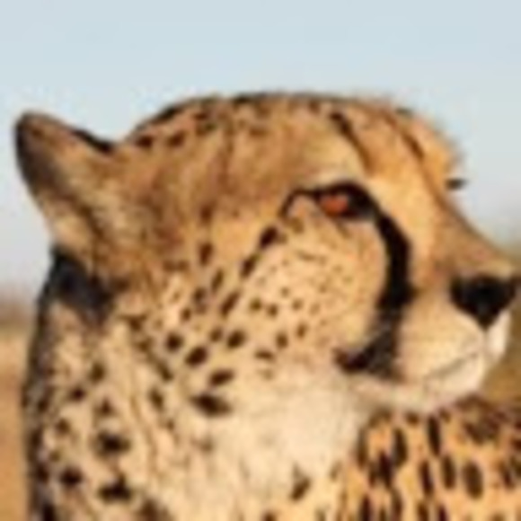 Dave Chuck - Poshmark Profile Picture of Dave Chuck (@45cartwrights) on Poshmark