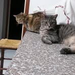 Profile Picture of Davide Chiappini (@Davide-Chiappini) on Facebook