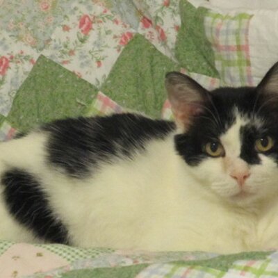 Profile Picture of Vincent Salvati (@vsalvati1235) on Twitter