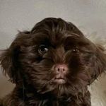 Profile Picture of Franek Sobczyk (@fsopel339) on Instagram