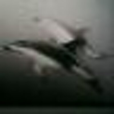 Profile Picture of Ling Huang (@Linghuang20) on Twitter